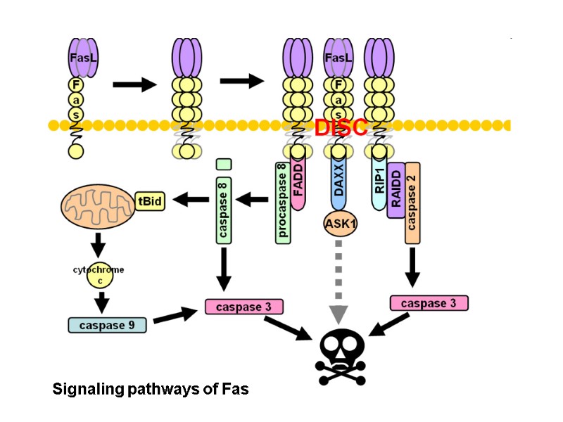 Signaling pathways of Fas